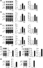 Galectin 3 Antibody in Western Blot (WB)