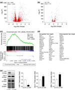 Galectin 3 Antibody in Western Blot (WB)