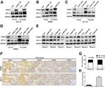 HIF1A Antibody in Immunohistochemistry (IHC)