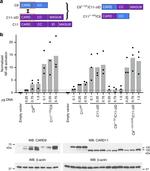 CARD9 Antibody in Western Blot (WB)