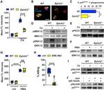 Phospho-p47phox (Ser304) Antibody in Western Blot (WB)