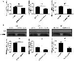 ID2 Antibody in Western Blot (WB)