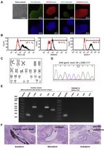 OCT4 Antibody in Immunocytochemistry (ICC/IF)