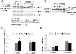 NMDAR2B Antibody in Western Blot (WB)