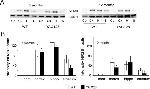 NMDAR2B Antibody in Western Blot (WB)