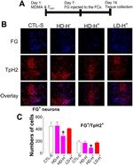 TPH2 Antibody in Immunohistochemistry (IHC)