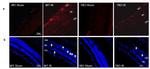 GFAP Antibody in Immunocytochemistry (ICC/IF)