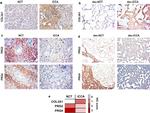 PRG2 Antibody in Immunohistochemistry (IHC)