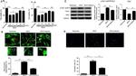 CRMP1 Antibody in Western Blot (WB)