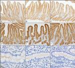 ZO-1 Antibody in Immunohistochemistry (IHC)