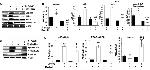 PPAR alpha Antibody in Western Blot (WB)