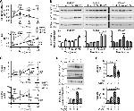 Phospho-AKT1 (Ser473) Antibody in Western Blot (WB)