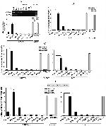 p19ARF Antibody in ChIP Assay (ChIP)