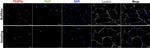 PDGFRA Antibody in Immunohistochemistry (Frozen) (IHC (F))