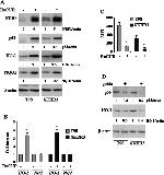 NQO1 Antibody in Western Blot (WB)