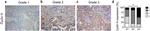 Cyclin H Antibody in Immunohistochemistry (IHC)