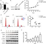 Cyclin H Antibody in Western Blot (WB)