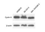 Cyclin H Antibody in Western Blot (WB)