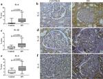 IL-4 Antibody in Immunohistochemistry (IHC)