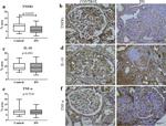 IL-10 Antibody in Immunohistochemistry (IHC)