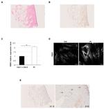 Fibrillin 1 Antibody in Immunohistochemistry (Paraffin) (IHC (P))