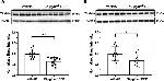 MARVELD2 Antibody in Western Blot (WB)