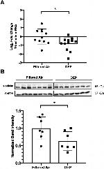 MARVELD2 Antibody in Western Blot (WB)