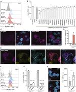 EEA1 Antibody in Immunocytochemistry (ICC/IF)