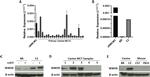 WWOX Antibody in Western Blot (WB)