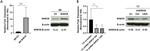 WWOX Antibody in Western Blot (WB)