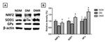 SOD1 Antibody in Western Blot (WB)