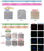 SOX2 Antibody in Immunocytochemistry (ICC/IF)