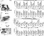 CD4 Antibody in Flow Cytometry (Flow)