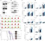 CD11c Antibody in Flow Cytometry (Flow)