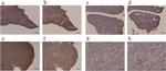 Raptor Antibody in Immunohistochemistry (IHC)