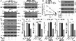 p53 Antibody in Western Blot (WB)