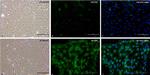 c-Myc Antibody in Immunocytochemistry (ICC/IF)