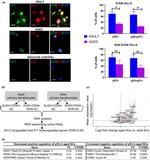 p21 Antibody in Immunocytochemistry (ICC/IF)