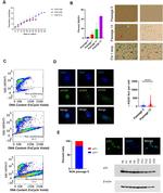 p21 Antibody in Immunocytochemistry (ICC/IF)