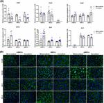 ZO-2 Antibody in Immunocytochemistry (ICC/IF)