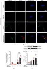 STX17 Antibody in Western Blot (WB)