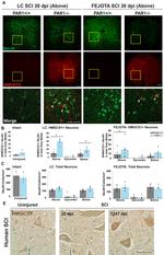 HMGCS1 Antibody in Immunohistochemistry (IHC)