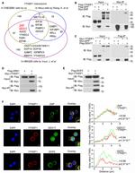 ZC3HAV1 Antibody in Immunocytochemistry (ICC/IF)