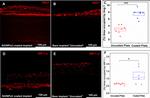 HIF1A Antibody in Immunocytochemistry (ICC/IF)