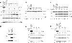 GSPT1 Antibody in Western Blot (WB)