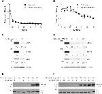 GSPT2 Antibody in Western Blot (WB)