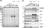 GSTP1 Antibody in Western Blot (WB)