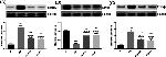 CD11b Antibody in Western Blot (WB)