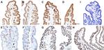 GNAQ Antibody in Immunohistochemistry (IHC)