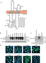 Pannexin 1 Antibody in Western Blot (WB)